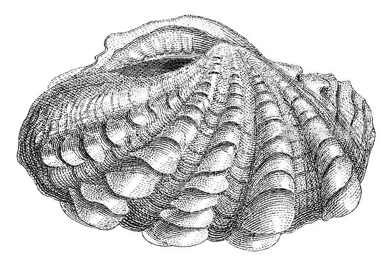 19世纪的蛤壳雕刻