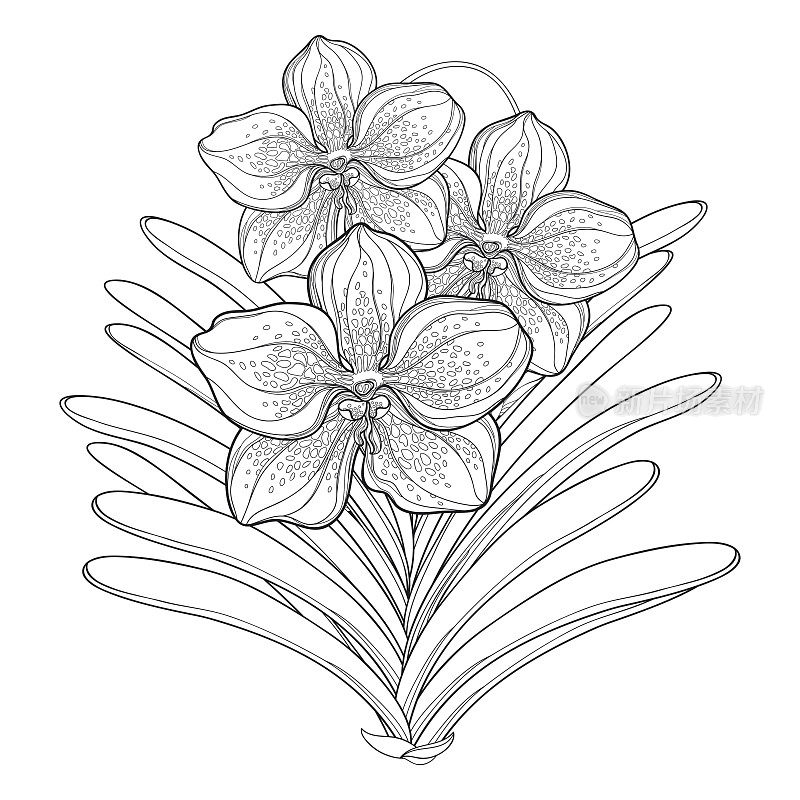 矢量花束与轮廓万达兰花和叶孤立在白色的背景。