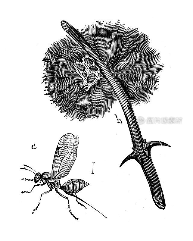 古董动物插图:樱蜂(瘿蜂)和蔷薇