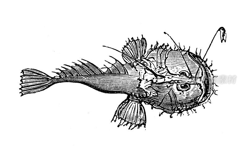 仿古海洋动物雕刻插图:皮斯卡多留斯(垂钓者)