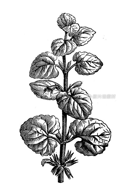 古植物学插图:金钱花，地藤
