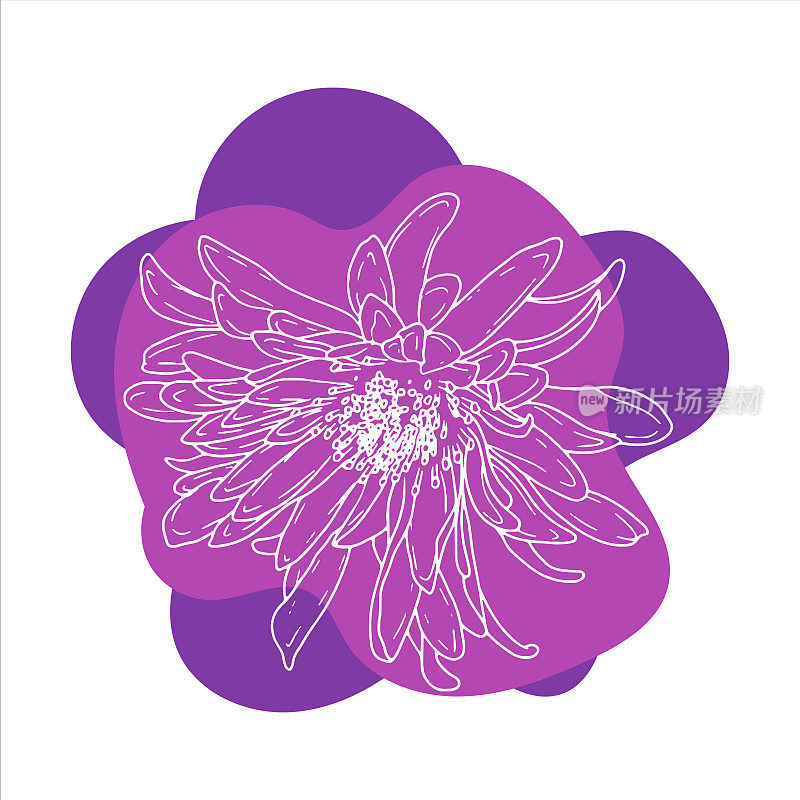 紫菀属植物。手绘春花线条艺术。孤立的白色背景。