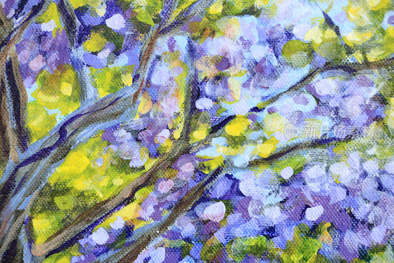 蓝花楹树的枝叶和花朵
