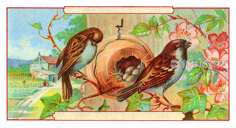 巢中带蛋的麻雀新艺术插画1899年