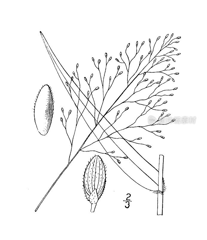 古植物学植物插图:北方圆锥花序，北方圆锥花序