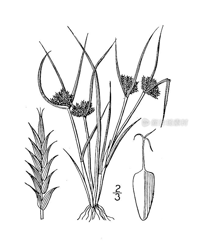 古植物学植物插图:香附、带芒香附