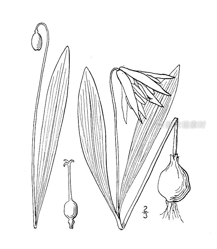 古植物学植物插图:赤藓，米德兰蛇舌