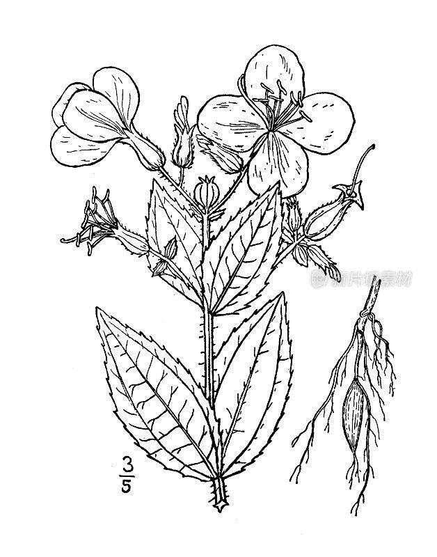 古董植物学植物插图:紫红色弗吉尼亚，草地美