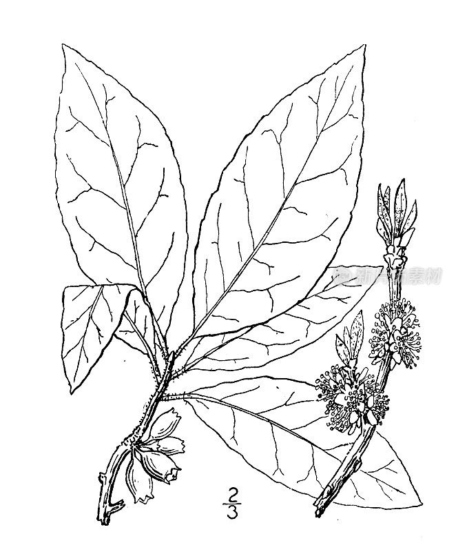 古植物学植物插图:黄檀，甜叶，马糖