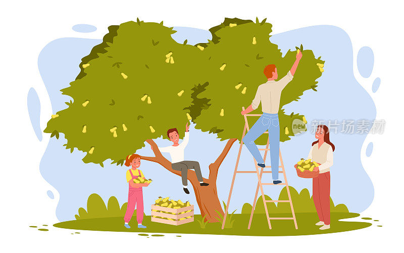 幸福的农民一家在果园里一起摘梨，妇女拿着果篮