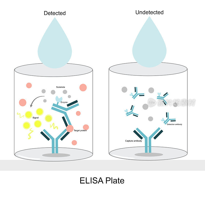直接夹心酶联免疫吸附法(ELISA)解译的目的蛋白检测结果在信号出现或不出现、样品滴下完成后检测或不检测