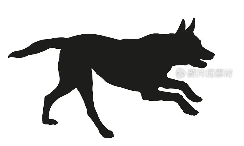 黑狗轮廓。Running比利时牧羊犬小狗。玛伦牧羊犬。宠物的动物。孤立在白色背景上。