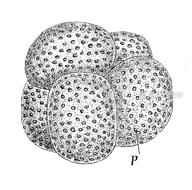 仿古生物动物学图像:球形针叶虫骨架