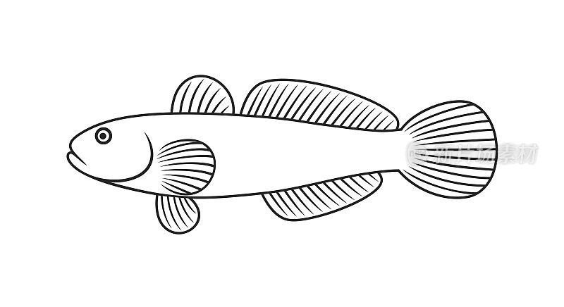 海虾虎鱼轮廓。孤立的海虾虎鱼在白色背景