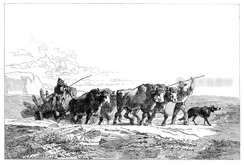 1888年农民搬牛雕刻