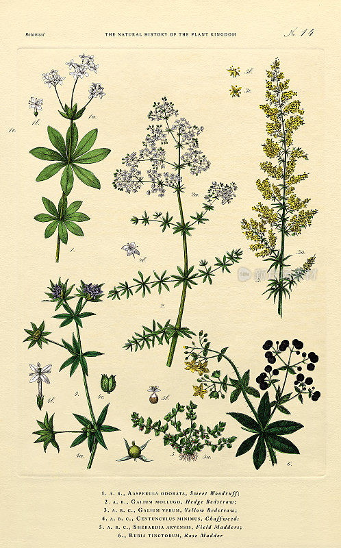 《植物王国的历史》，维多利亚植物插图，14版，大约1853年
