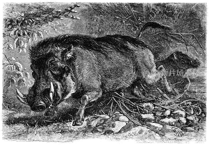 疣猪插图1892年