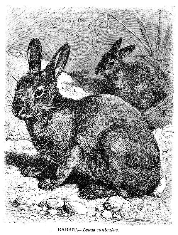 兔子雕刻插图1892年