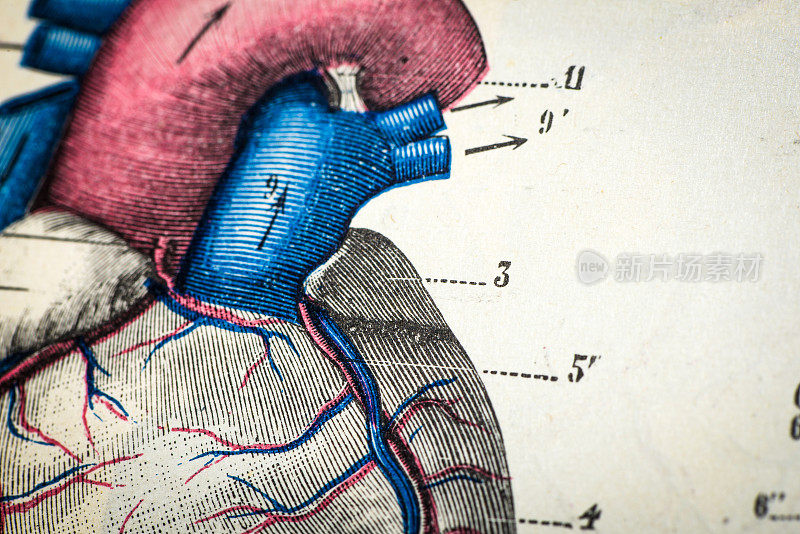 古董医学科学插图高分辨率:心脏