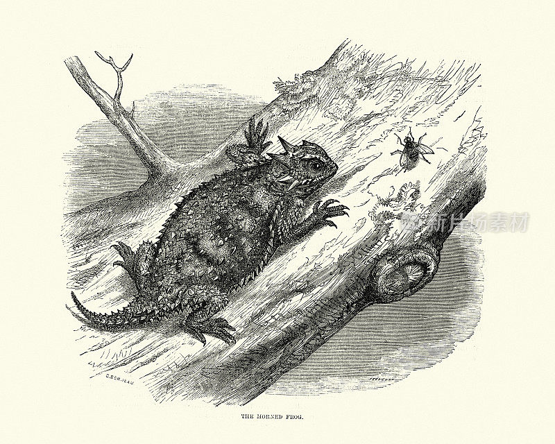 角蛙或德州角蜥蜴