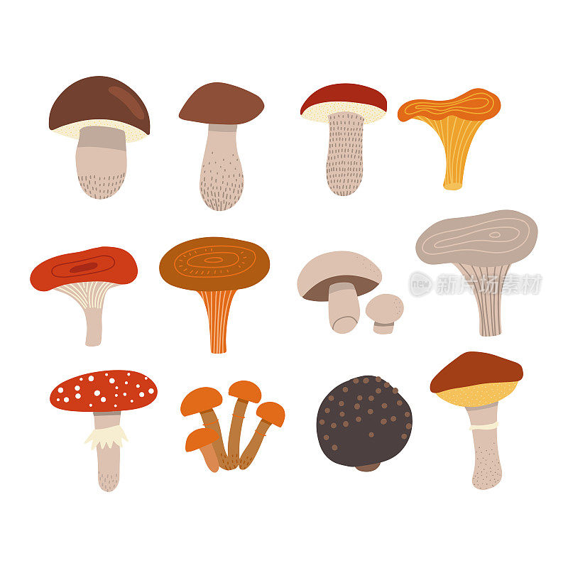 可食用蘑菇与有毒的苍蝇木耳。不同种类的蘑菇，如香茅，鸡油菌，牛肝菌，滑溜溜的杰克，红松茸，松露，牛肝菌在时尚的平面风格。