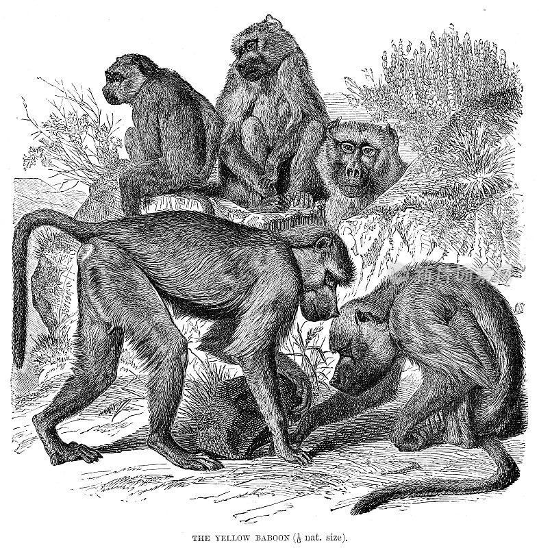 1896年雕刻的黄色狒狒