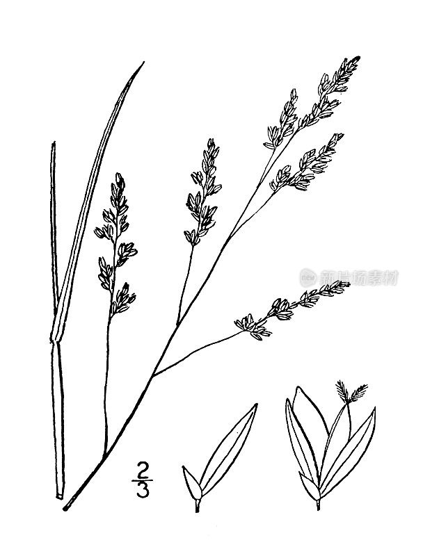 古植物学植物插图:圆锥花序，张开的圆锥花序