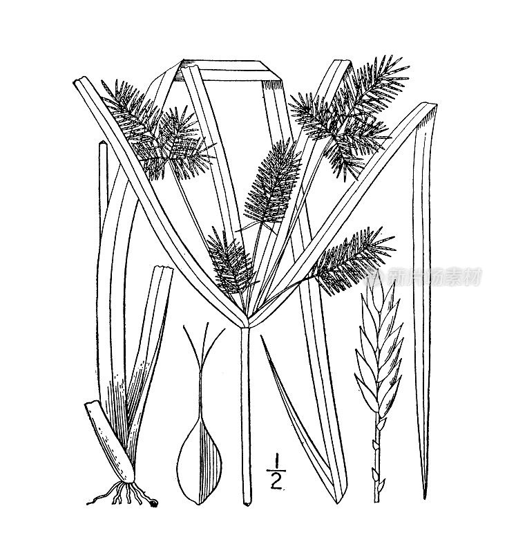 古植物学植物插图:香附、红根香附