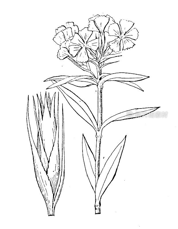 古董植物学植物插图:石竹，甜威廉，束粉