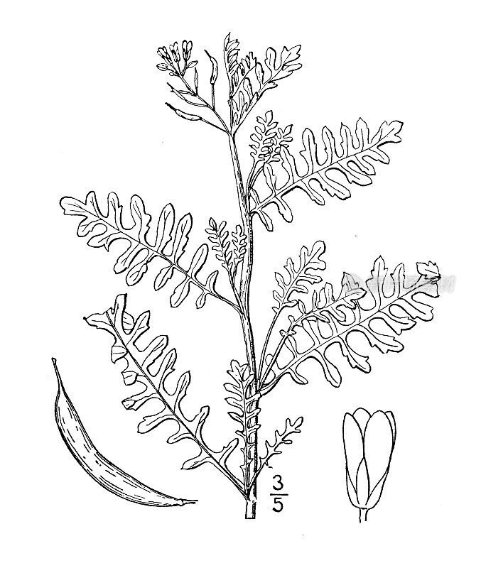 古植物学植物插图:紫叶芹，泛黄西洋菜