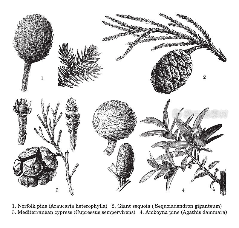 裸子植物(产生种子的植物)收集-老式雕刻插图孤立在白色背景上