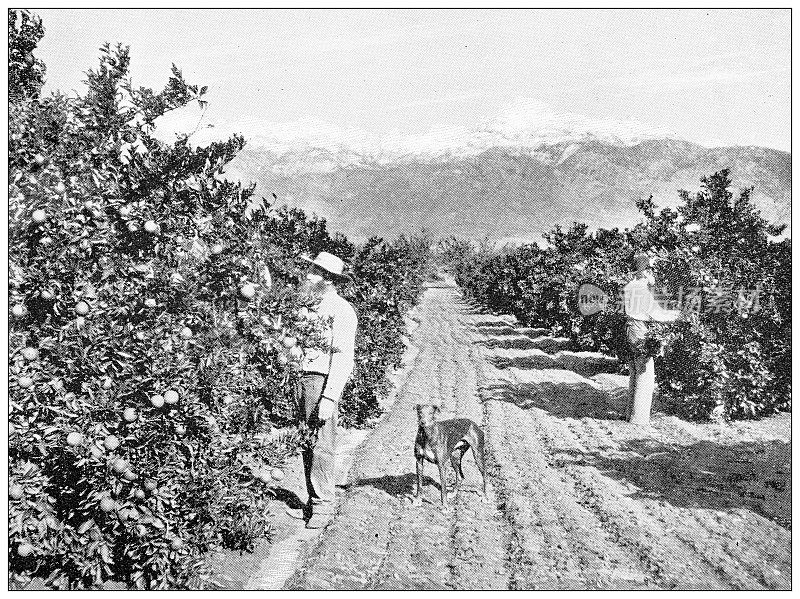 加州古色古香的旅行照片:橘林