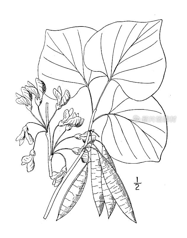 古植物学植物插图:加拿大紫菀，红芽美国犹大树