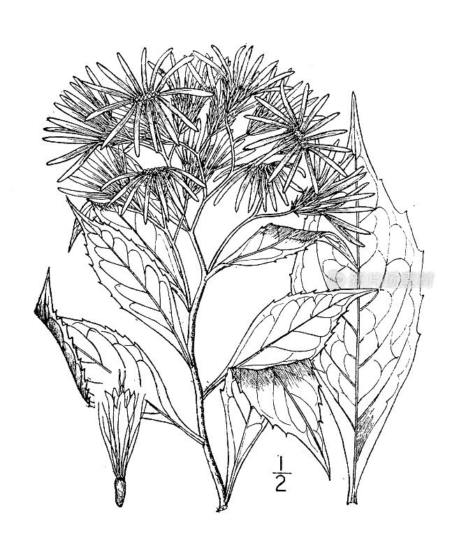 古植物学植物插图:紫菀、山紫菀