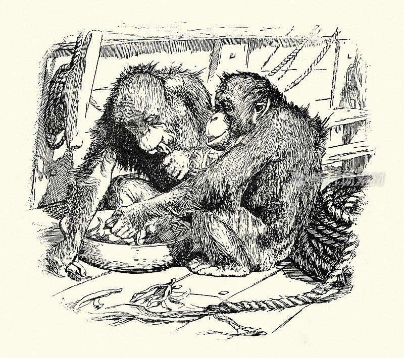 猩猩在甲板上吃水果，维多利亚野生动物艺术