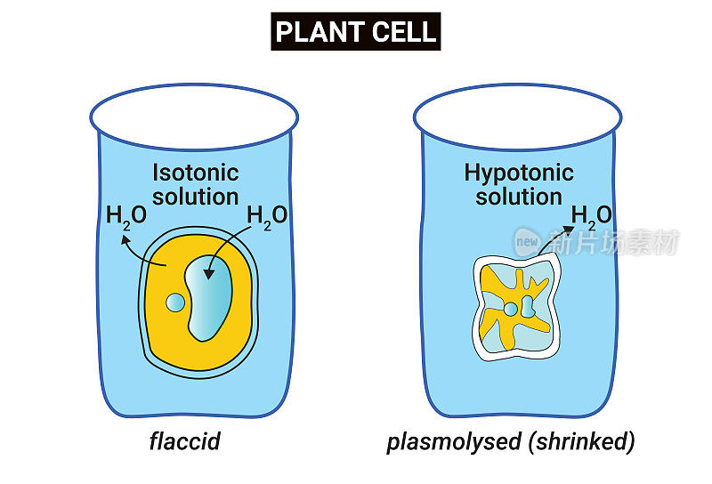 植物细胞暴露在等渗条件下会失去膨胀压力，变得松弛
