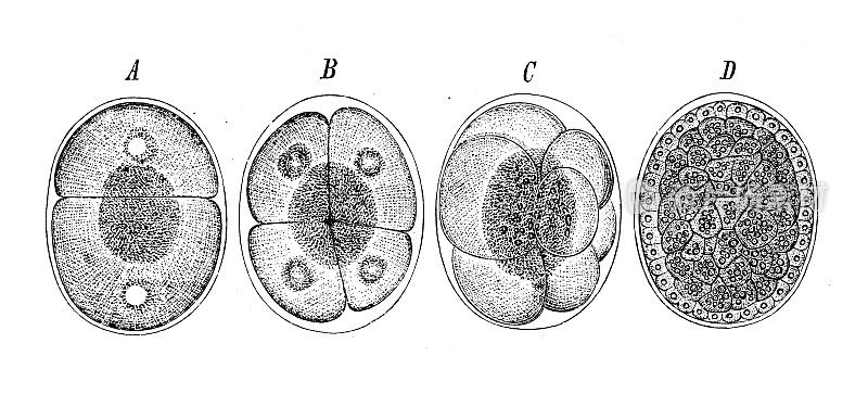 古代生物动物学图像:斑蝽卵