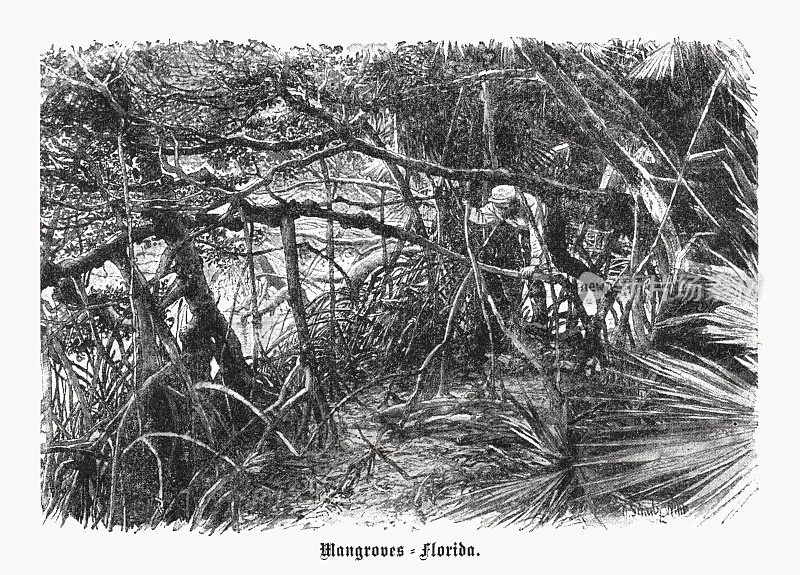 美国佛罗里达的红树丛，半色调印刷，1899年出版