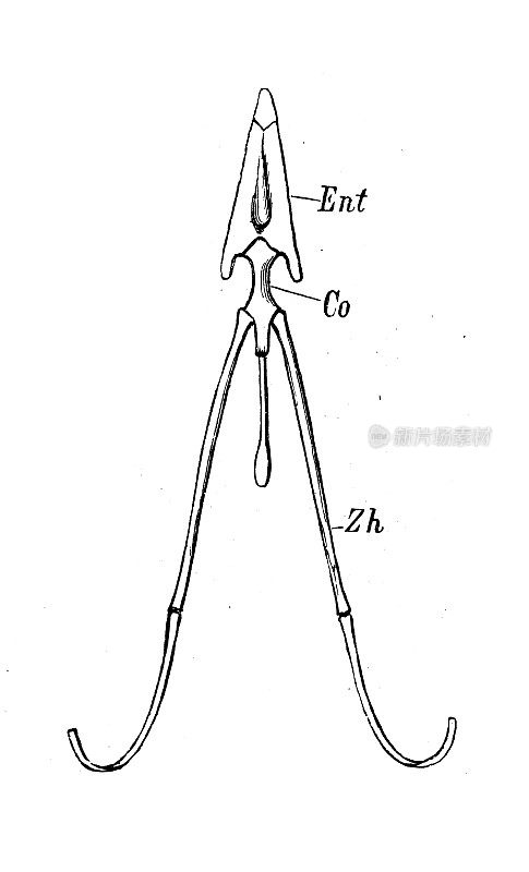 古董生物动物学图像:乌鸦眼，舌骨