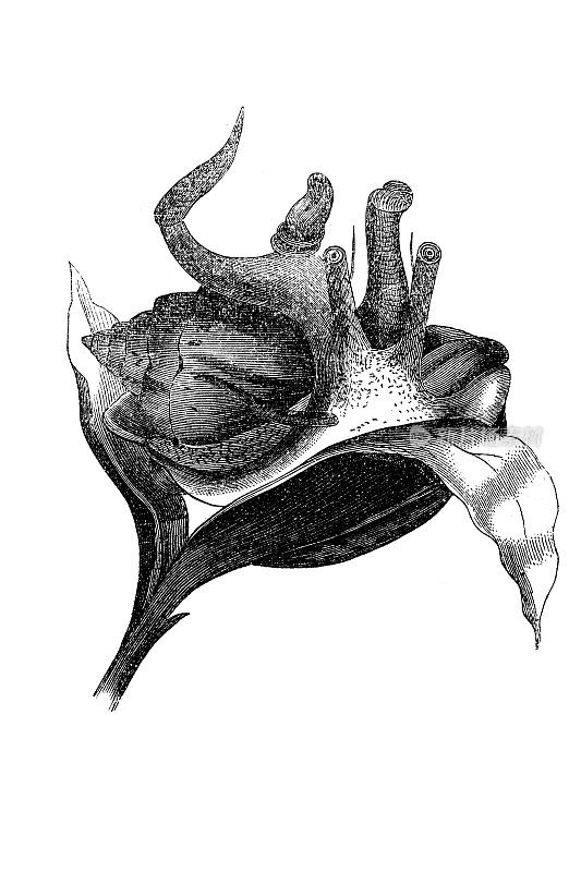 Strombidae，通常被称为真海螺