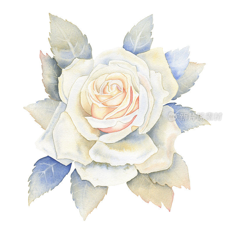 白玫瑰与叶子水彩插图。手绘植物图卡片和婚礼设计。