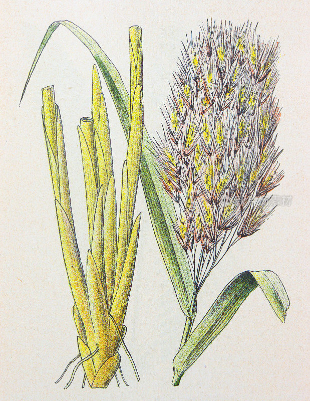 古董植物学插图:芦苇，芦苇