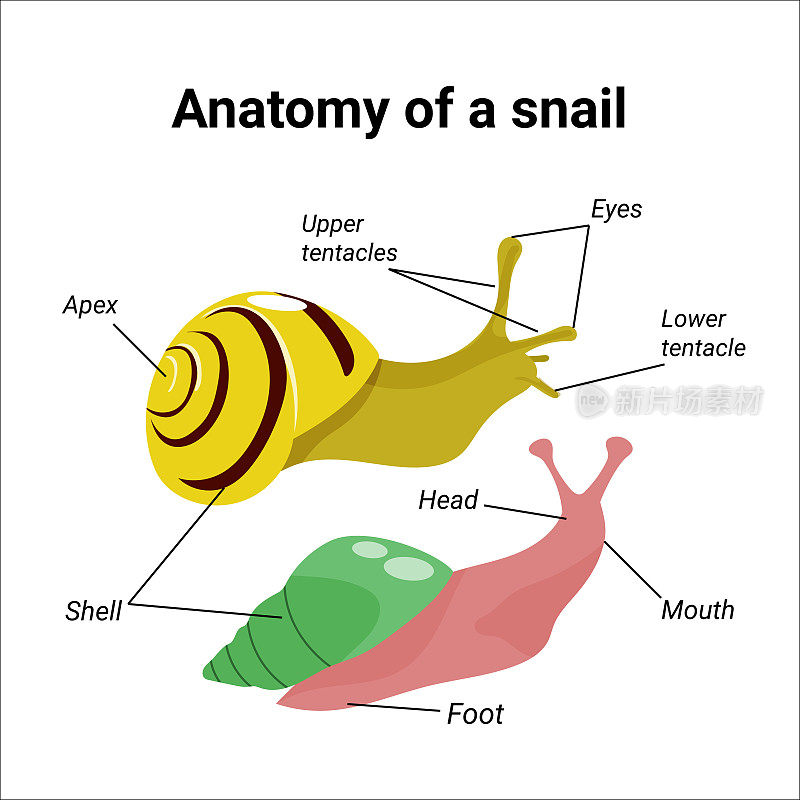 蜗牛的解剖。手绘插图的两个阿卡蒂纳或花园蜗牛。