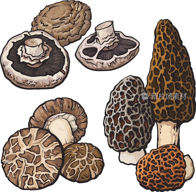 一套波多贝露，羊肚菌和香菇食用蘑菇