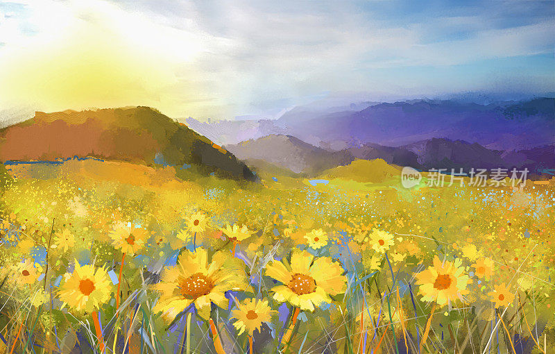 雏菊花开花。一幅乡村日落风景的油画