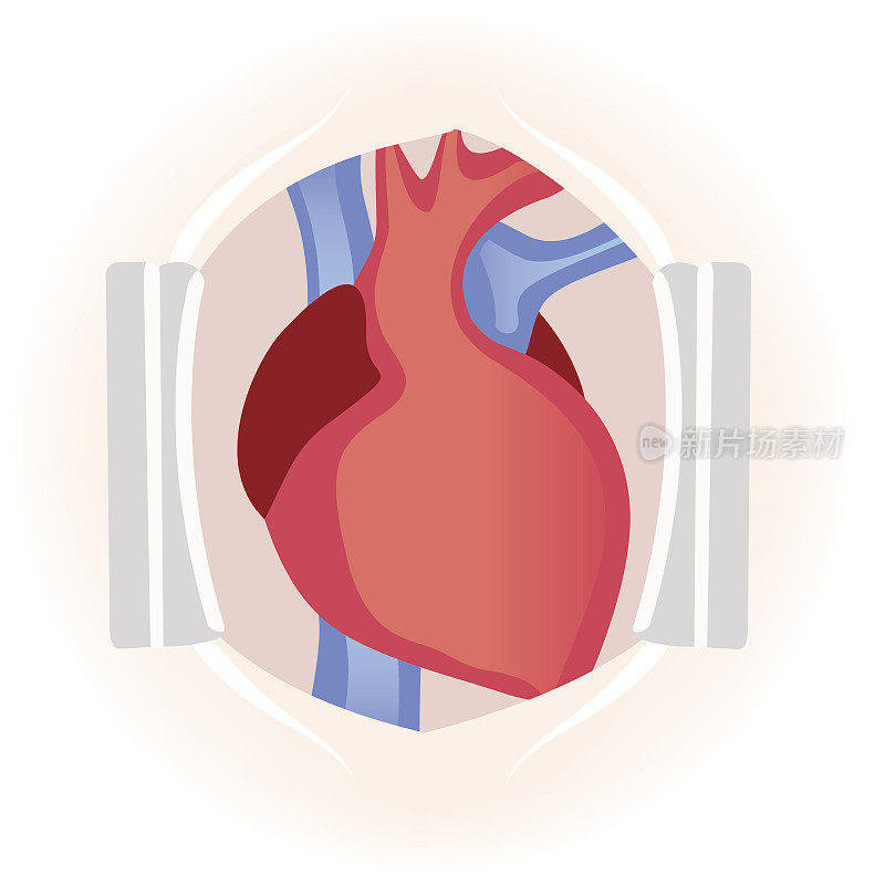 人的心脏。静脉和动脉血液循环