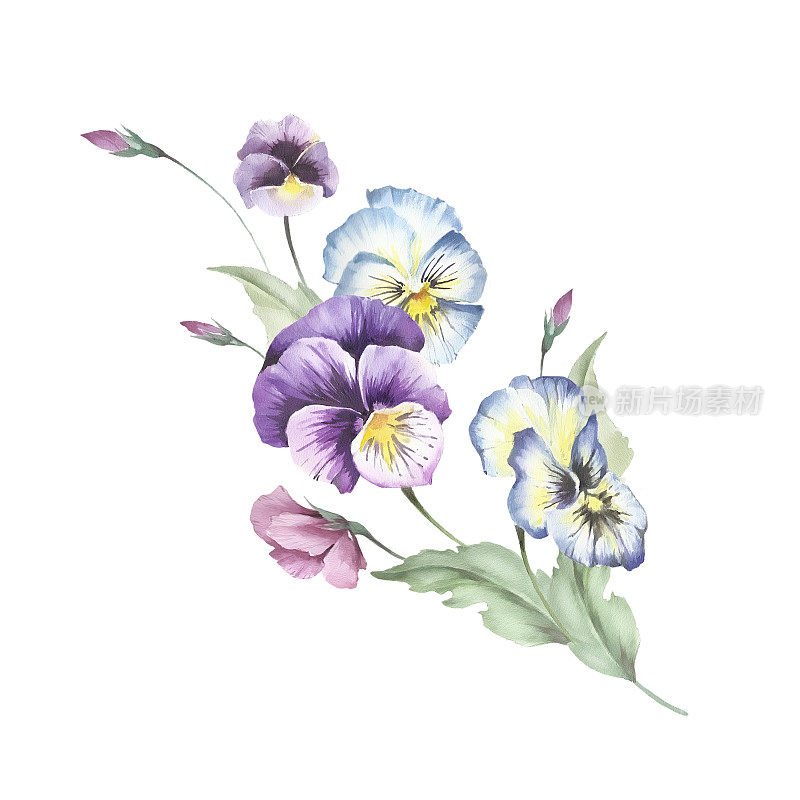 束三色紫罗兰。手绘水彩插图