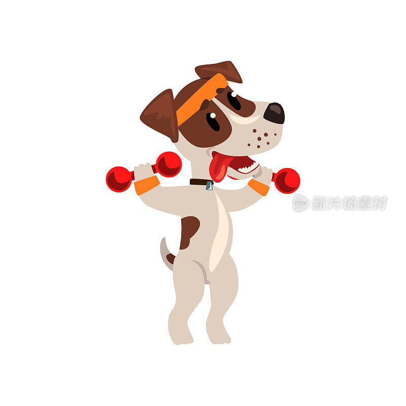 可爱的杰克罗素梗运动员练习哑铃，有趣的运动宠物狗角色做运动矢量插图在白色的背景