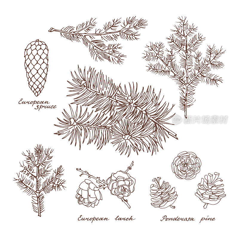黄松，欧洲落叶松和欧洲云杉。针叶树的树枝和球果的图形集。复古手绘收集节日装饰和贺卡。矢量插图的冬季符号。