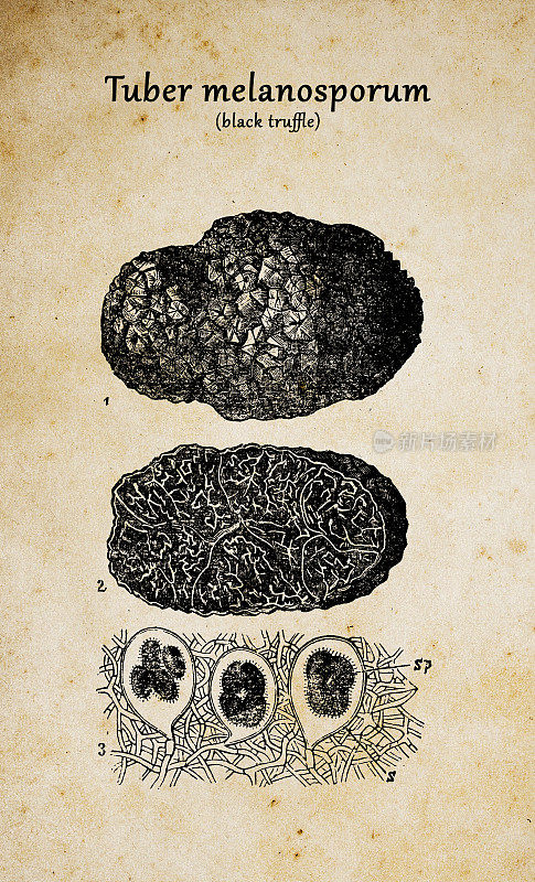 植物学植物仿古雕刻插图:黑孢块茎(黑松露)
